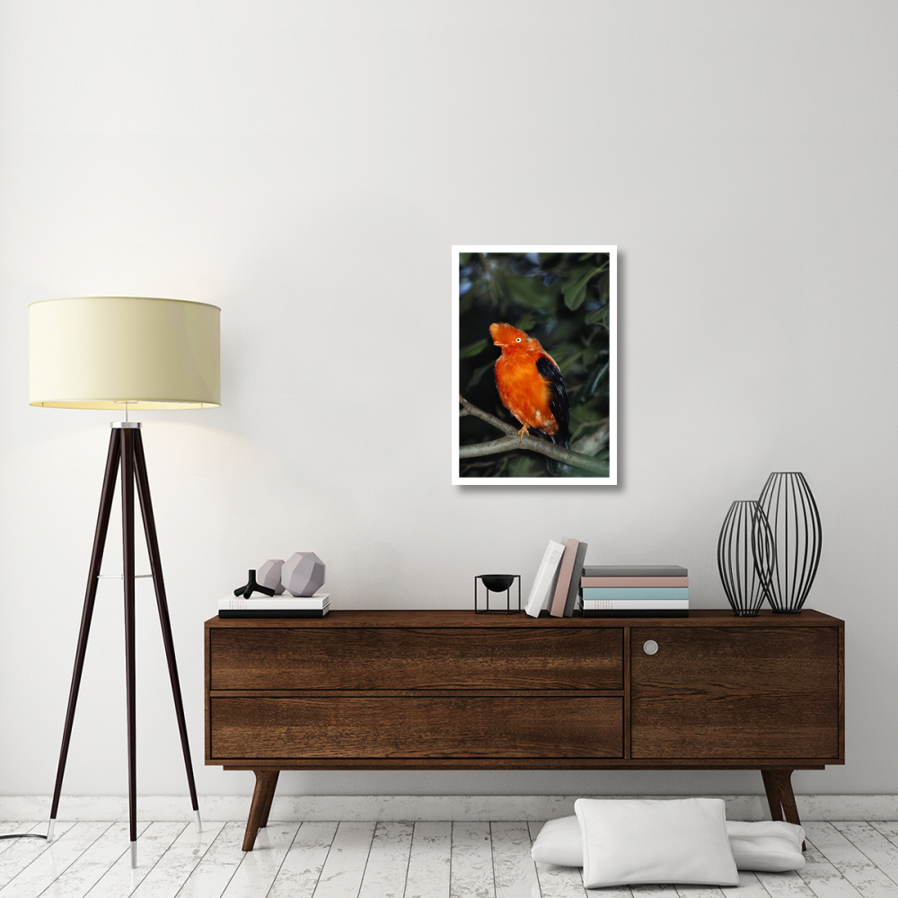 Andean Cock-of-the-rock portrait, native to South America-Paper Art-22&quotx32"