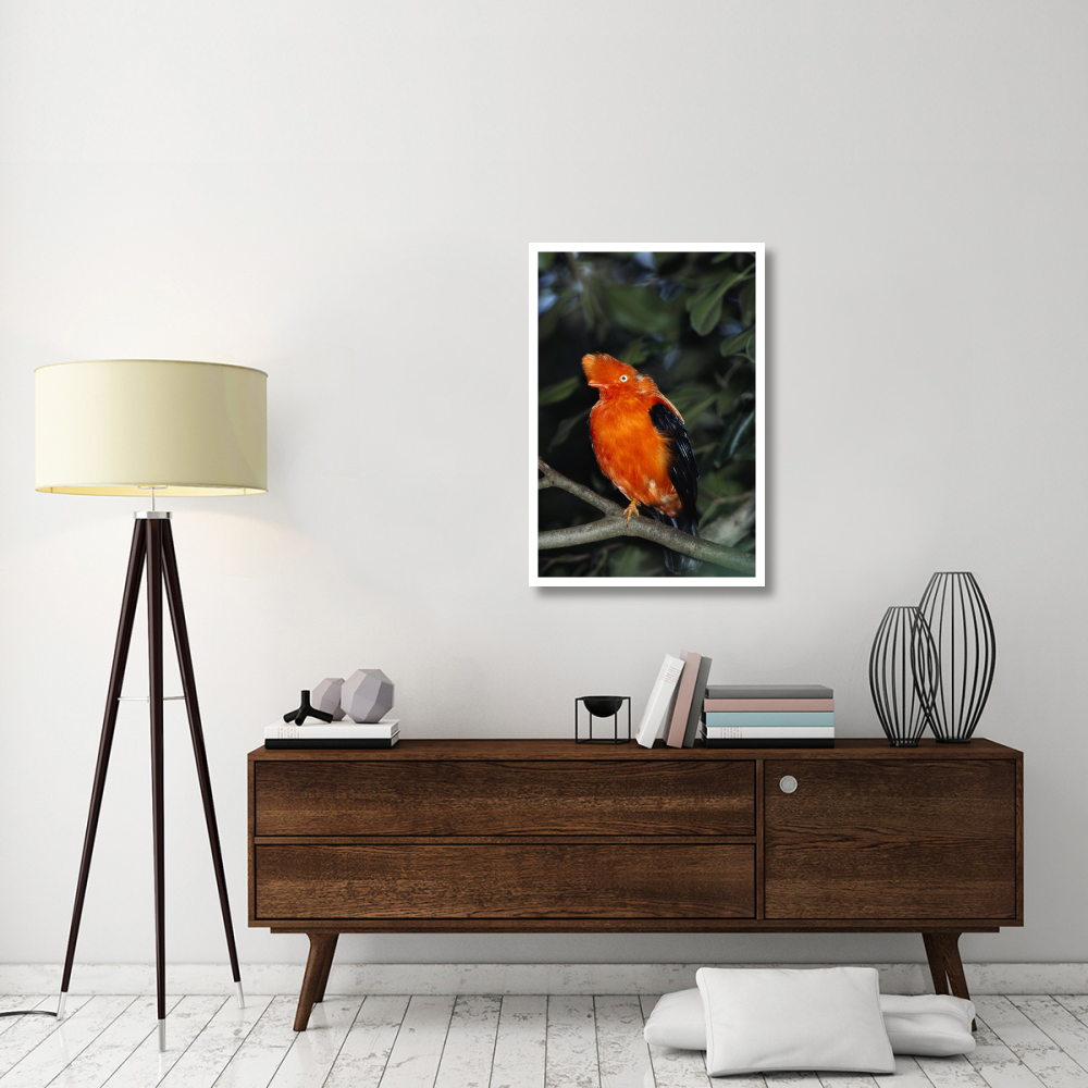 Andean Cock-of-the-rock portrait, native to South America-Paper Art-26&quotx38"