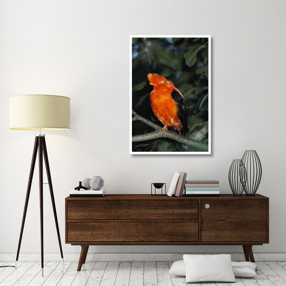 Andean Cock-of-the-rock portrait, native to South America-Paper Art-34&quotx50"
