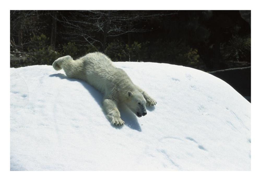 Polar Bear sliding down snow bank, native to Canada-Paper Art-26"x18"