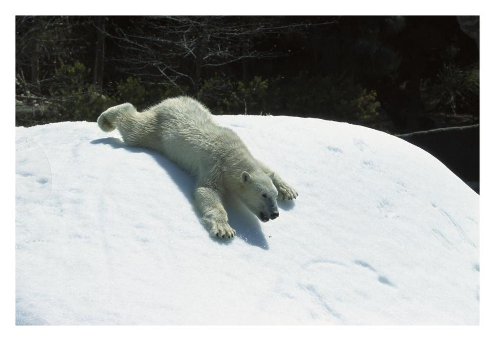 Polar Bear sliding down snow bank, native to Canada-Paper Art-32"x22"