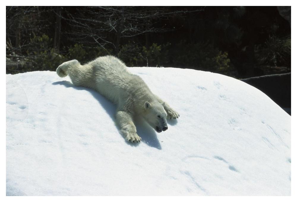 Polar Bear sliding down snow bank, native to Canada-Paper Art-50"x34"