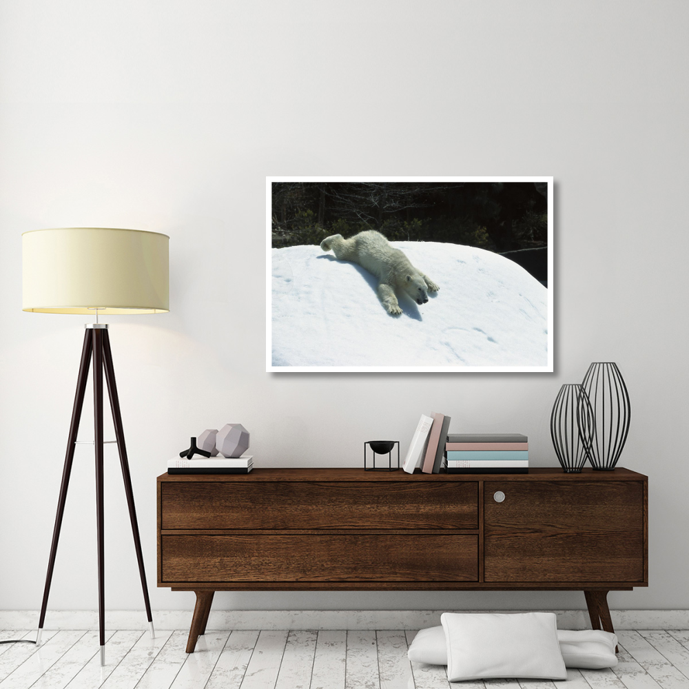 Polar Bear sliding down snow bank, native to Canada-Paper Art-50&quotx34"