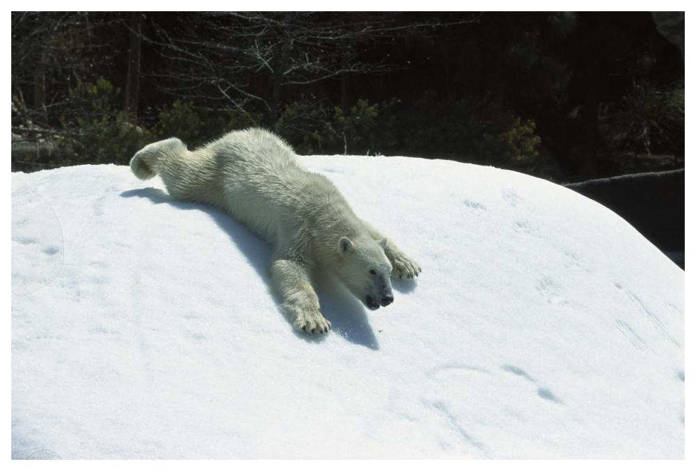 Polar Bear sliding down snow bank, native to Canada-Paper Art-62"x42"