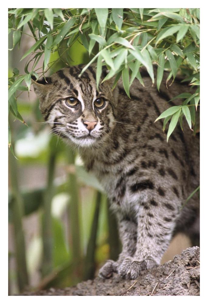 Fishing Cat portrait, native to Southeast Asia-Paper Art-26"x38"