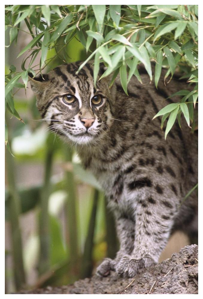 Fishing Cat portrait, native to Southeast Asia-Paper Art-42"x62"