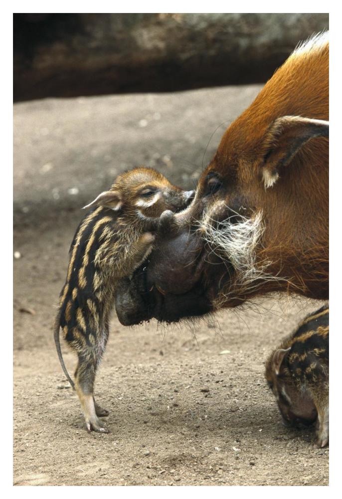 Red River Hog baby and mother interacting,  native to West Africa-Paper Art-14"x20"