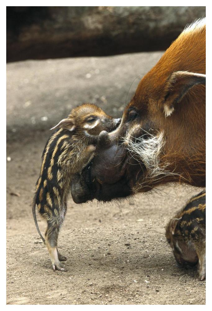 Red River Hog baby and mother interacting,  native to West Africa-Paper Art-34"x50"