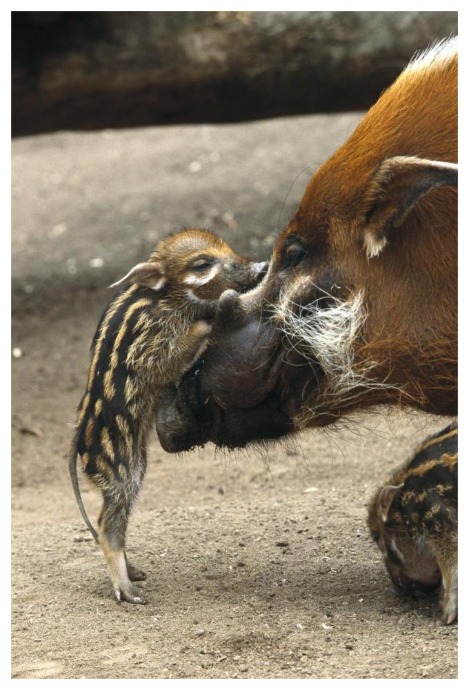 Red River Hog baby and mother interacting,  native to West Africa-Paper Art-42"x62"