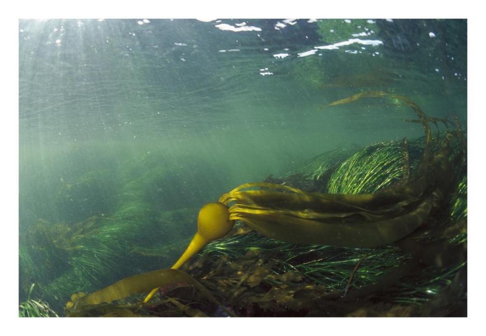 Bull Kelp underwater, Clayoquot Sound, Vancouver Island, Canada-Paper Art-26"x18"