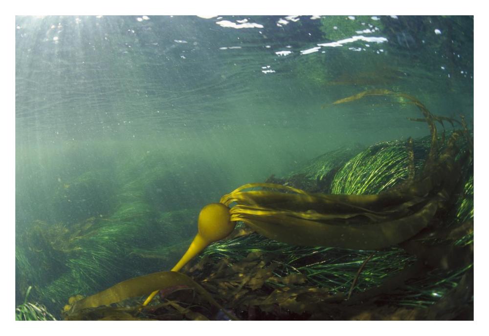 Bull Kelp underwater, Clayoquot Sound, Vancouver Island, Canada-Paper Art-32"x22"
