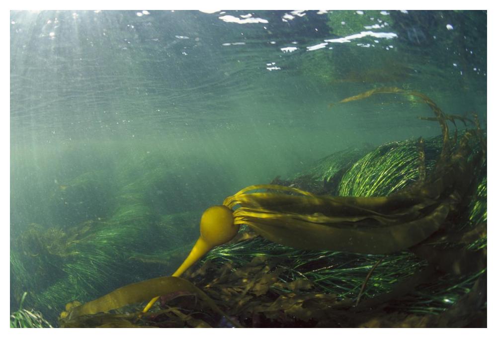 Bull Kelp underwater, Clayoquot Sound, Vancouver Island, Canada-Paper Art-50"x34"