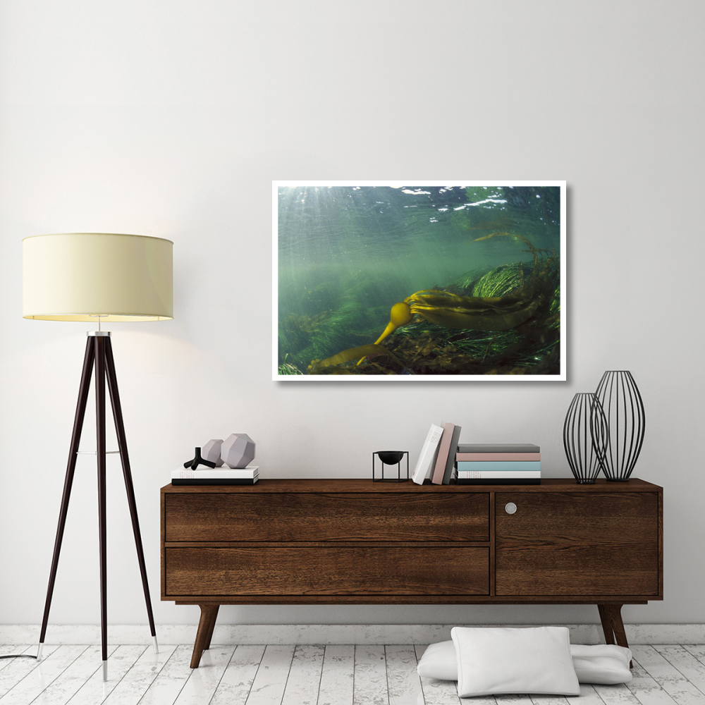 Bull Kelp underwater, Clayoquot Sound, Vancouver Island, Canada-Paper Art-50&quotx34"