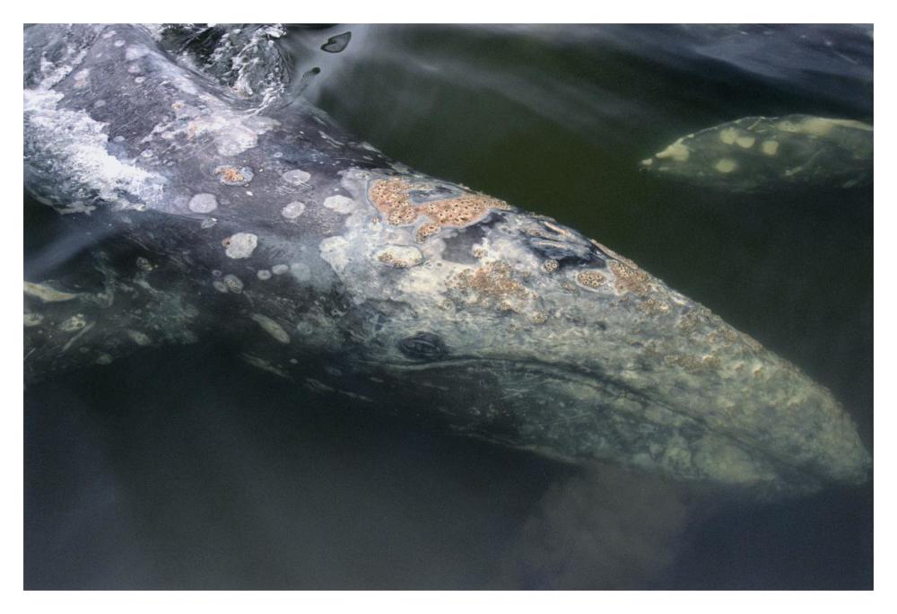 Gray Whale filter feeding, Clayoquot Sound, Vancouver Island, Canada-Paper Art-20"x14"