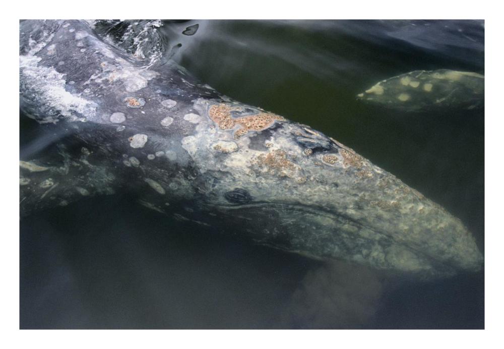 Gray Whale filter feeding, Clayoquot Sound, Vancouver Island, Canada-Paper Art-26"x18"
