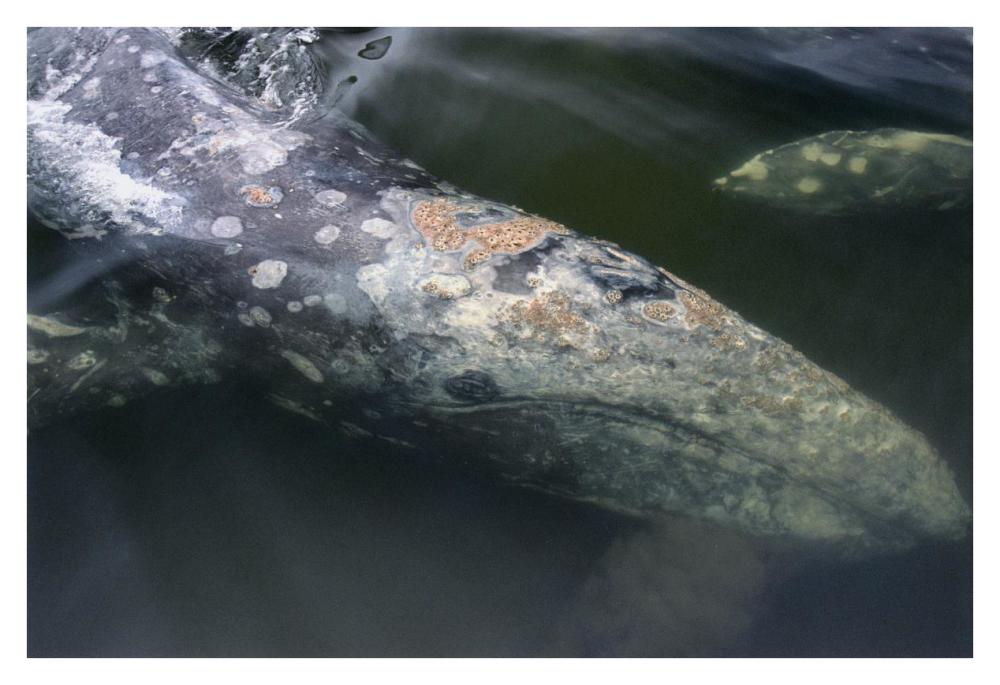 Gray Whale filter feeding, Clayoquot Sound, Vancouver Island, Canada-Paper Art-38"x26"