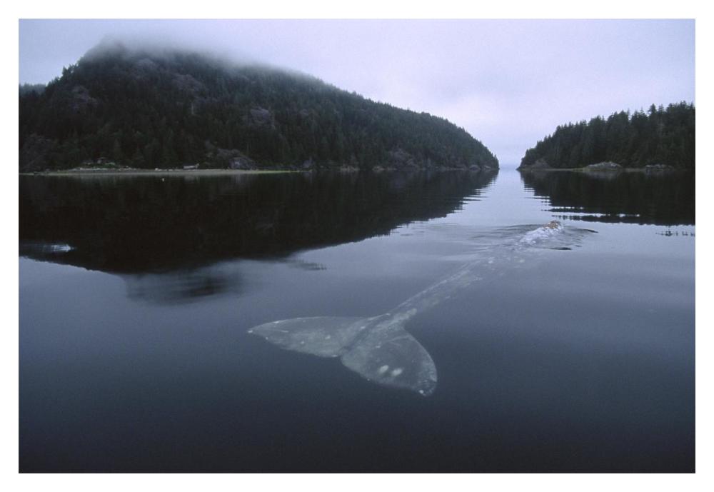 Gray Whale skims water surface water, Clayoquot Sound, Canada-Paper Art-20"x14"