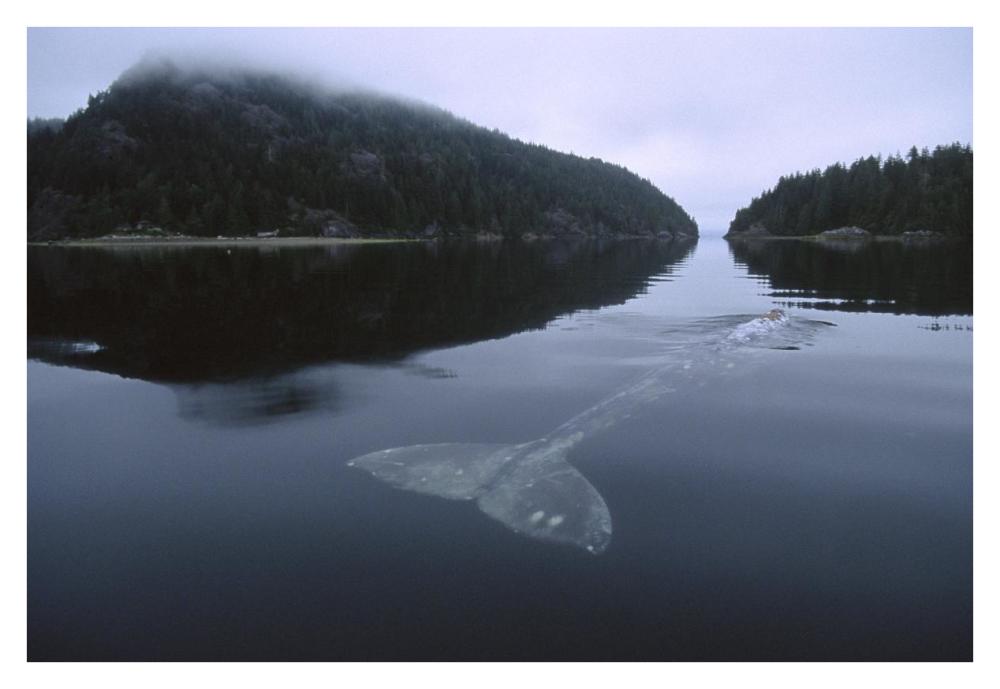 Gray Whale skims water surface water, Clayoquot Sound, Canada-Paper Art-38"x26"