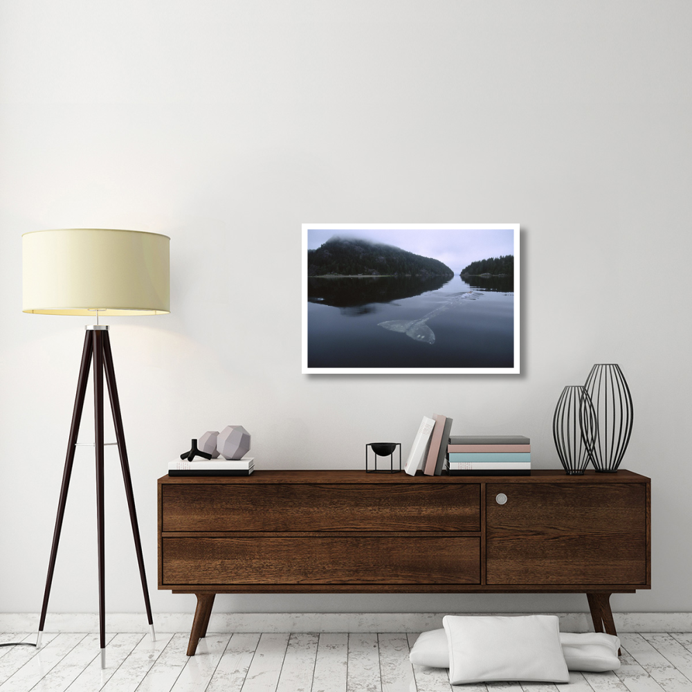 Gray Whale skims water surface water, Clayoquot Sound, Canada-Paper Art-38&quotx26"