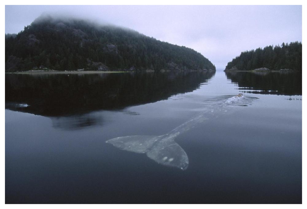 Gray Whale skims water surface water, Clayoquot Sound, Canada-Paper Art-62"x42"