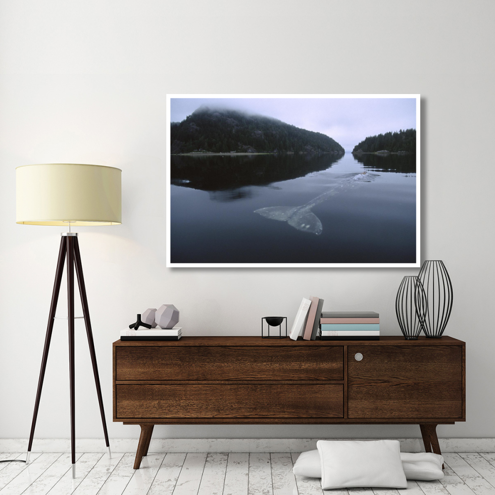 Gray Whale skims water surface water, Clayoquot Sound, Canada-Paper Art-62&quotx42"