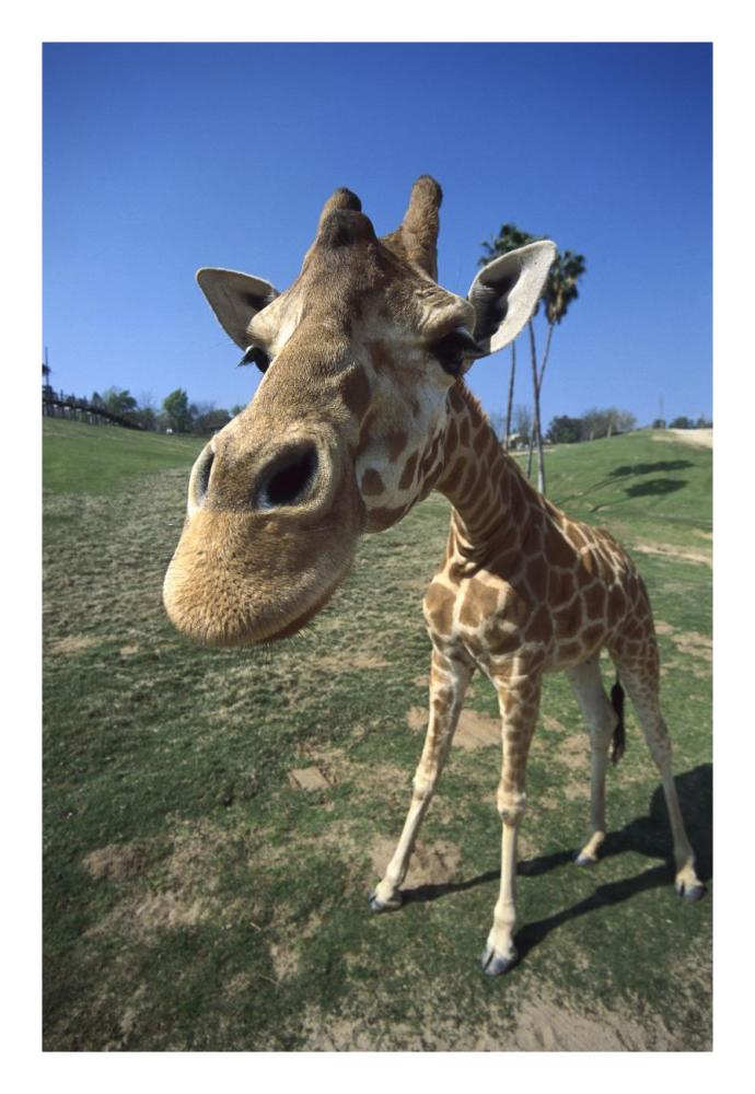 Rothschild Giraffe portrait, native to Africa south of the Sahara-Paper Art-18"x26"