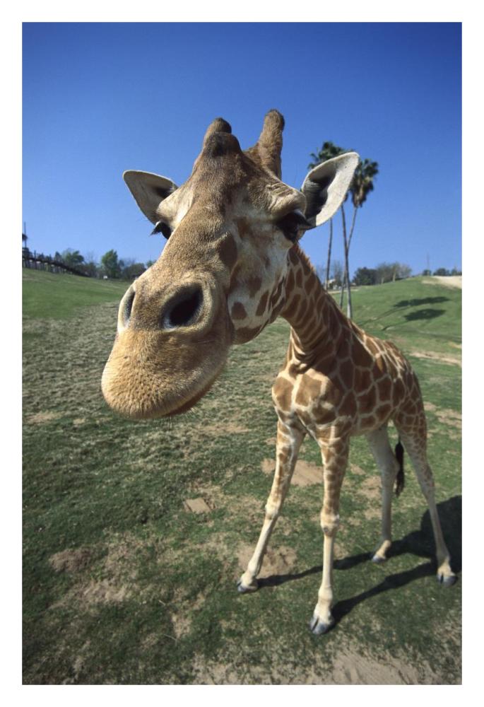 Rothschild Giraffe portrait, native to Africa south of the Sahara-Paper Art-22"x32"
