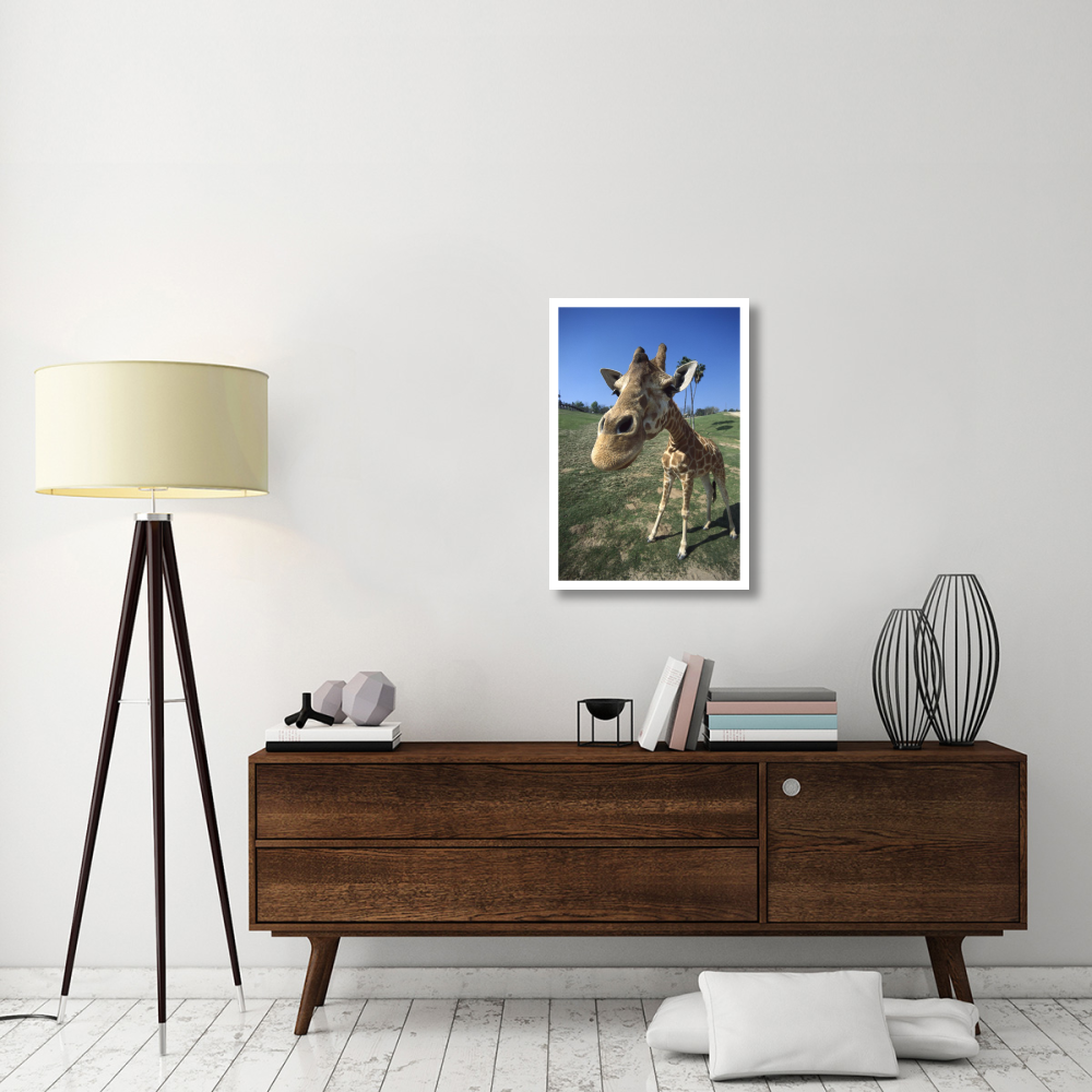 Rothschild Giraffe portrait, native to Africa south of the Sahara-Paper Art-22&quotx32"