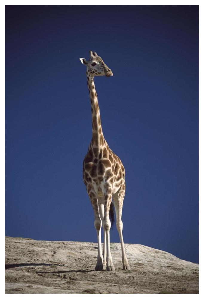 Rothschild Giraffe portrait, native to Africa south of the Sahara-Paper Art-42"x62"