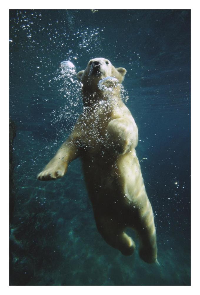 Polar Bear swimming underwater, native to North America-Paper Art-22"x32"