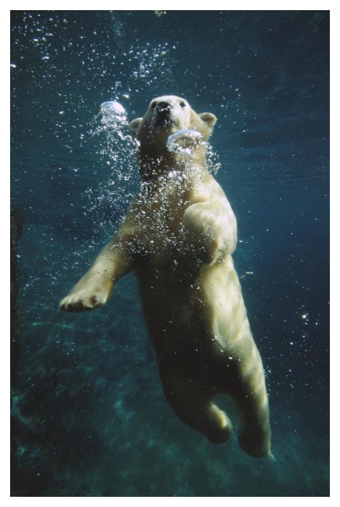 Polar Bear swimming underwater, native to North America-Paper Art-34"x50"