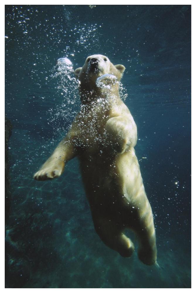 Polar Bear swimming underwater, native to North America-Paper Art-42"x62"