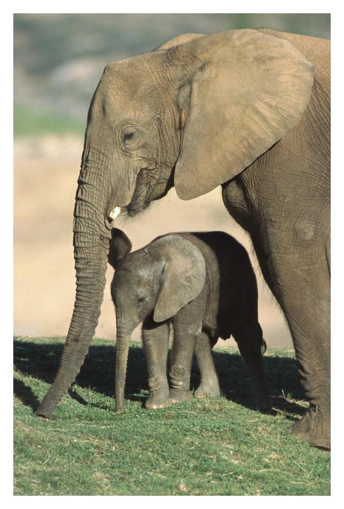 African Elephant mother and calf, native to Africa-Paper Art-14"x20"