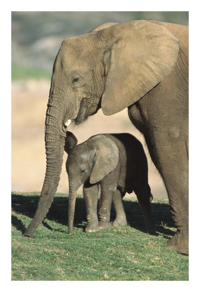 African Elephant mother and calf, native to Africa-Paper Art-18"x26"