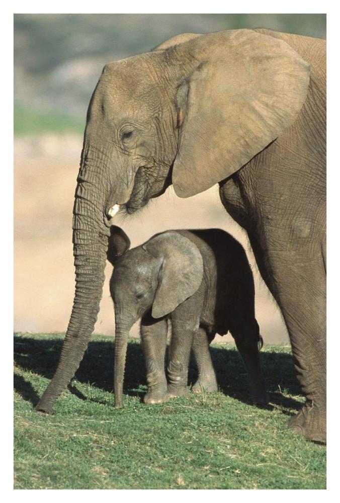 African Elephant mother and calf, native to Africa-Paper Art-26"x38"
