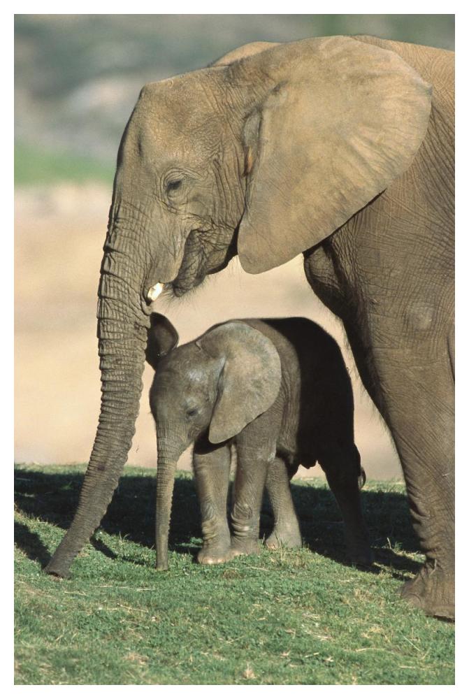 African Elephant mother and calf, native to Africa-Paper Art-34"x50"