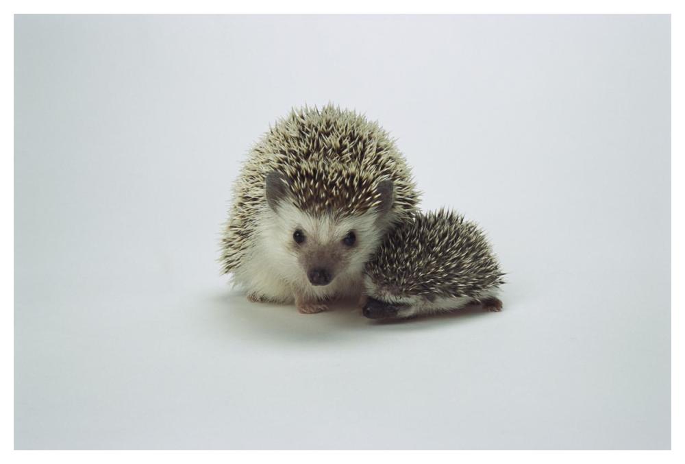 African Hedgehog mother and baby, native to Africa-Paper Art-50"x34"