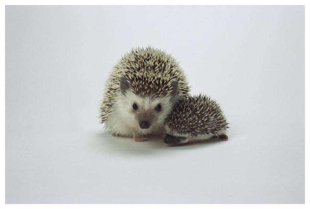 African Hedgehog mother and baby, native to Africa-Paper Art-62"x42"