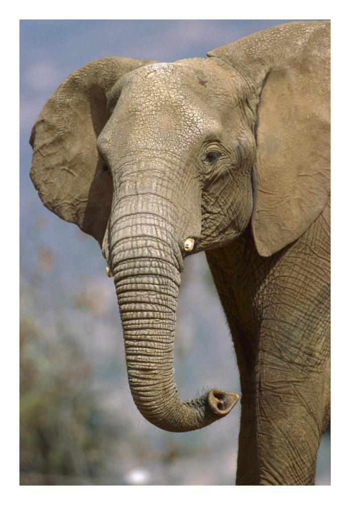 African Elephant portrait, native to Africa-Paper Art-18"x26"