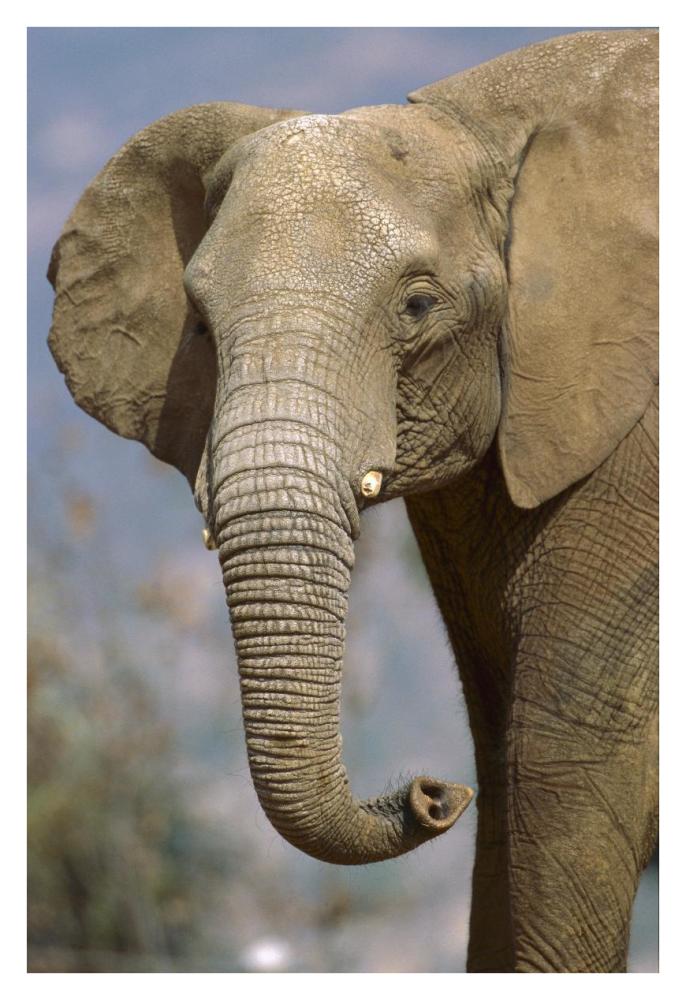 African Elephant portrait, native to Africa-Paper Art-26"x38"