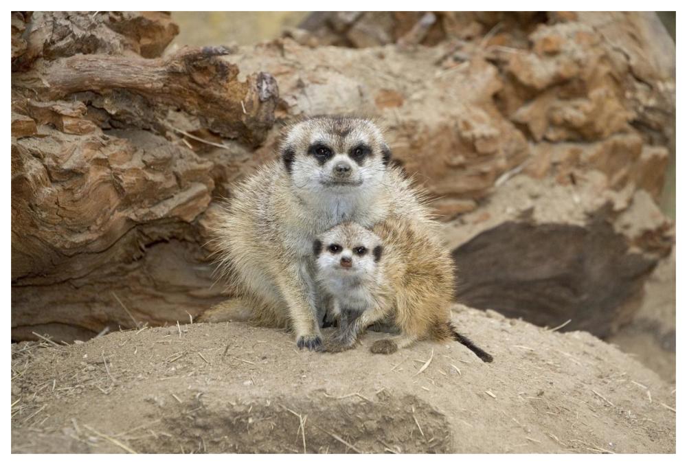 Meerkat mother and baby, native to southern Africa-Paper Art-62"x42"