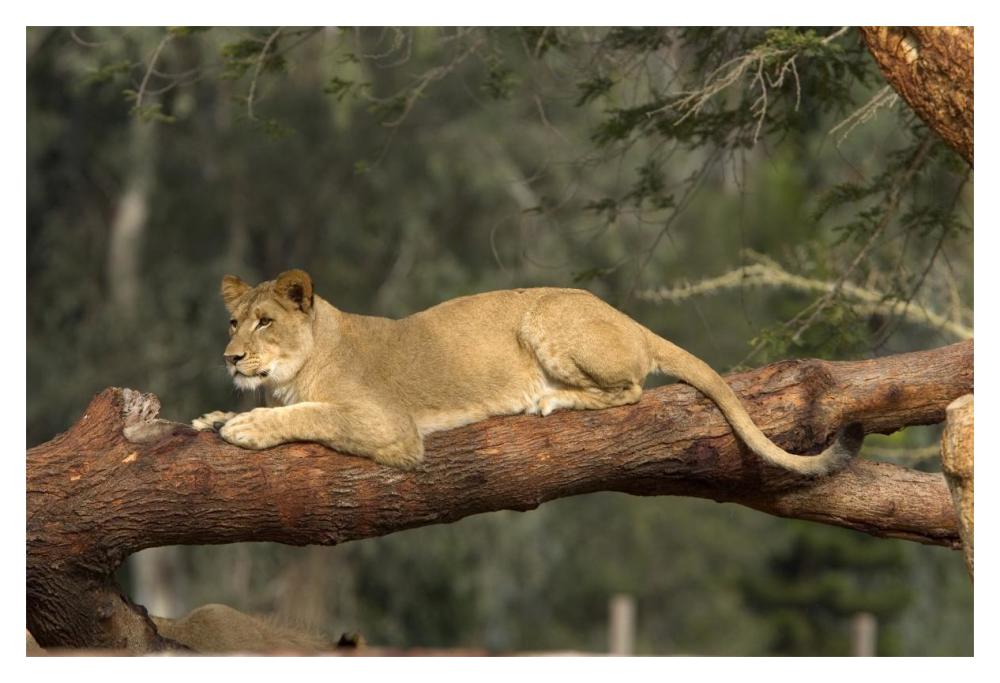 African Lioness resting on log, native to Africa-Paper Art-20"x14"