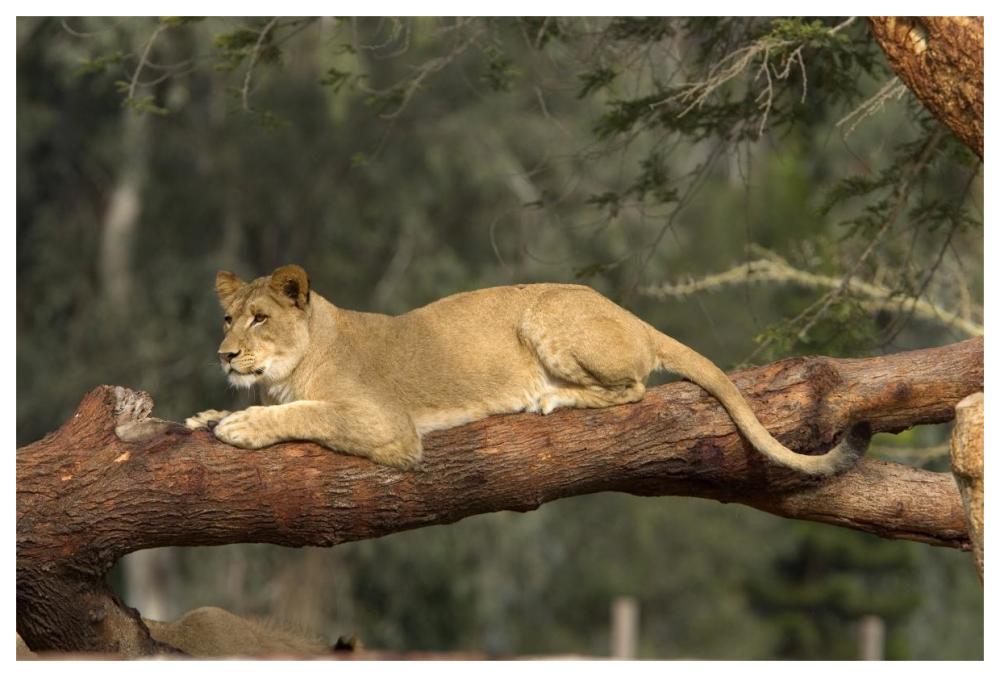 African Lioness resting on log, native to Africa-Paper Art-62"x42"