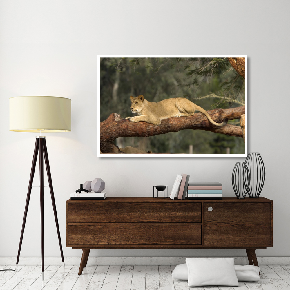 African Lioness resting on log, native to Africa-Paper Art-62&quotx42"