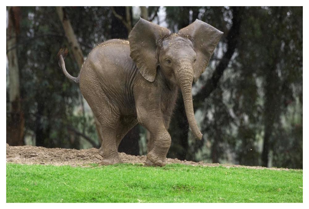 Playful African Elephant calf, native to Africa-Paper Art-50"x34"