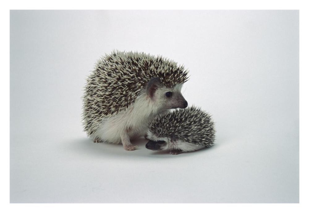 African Hedgehog baby and mother, native to Africa-Paper Art-32"x22"