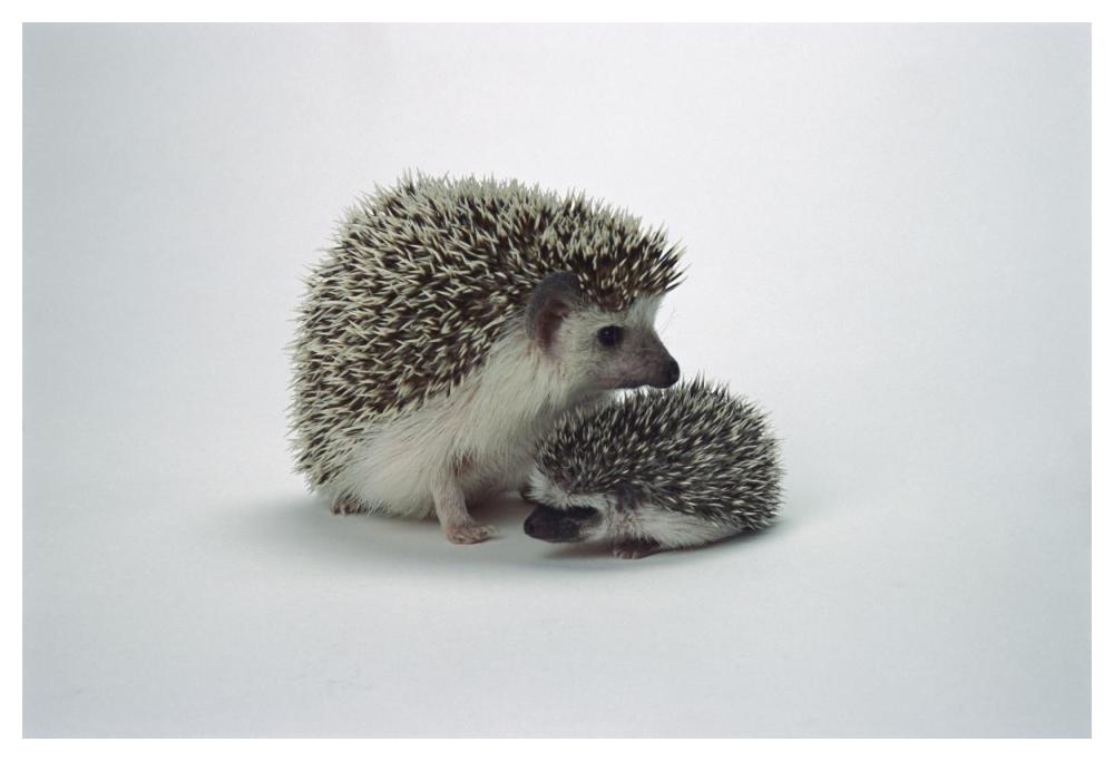 African Hedgehog baby and mother, native to Africa-Paper Art-50"x34"