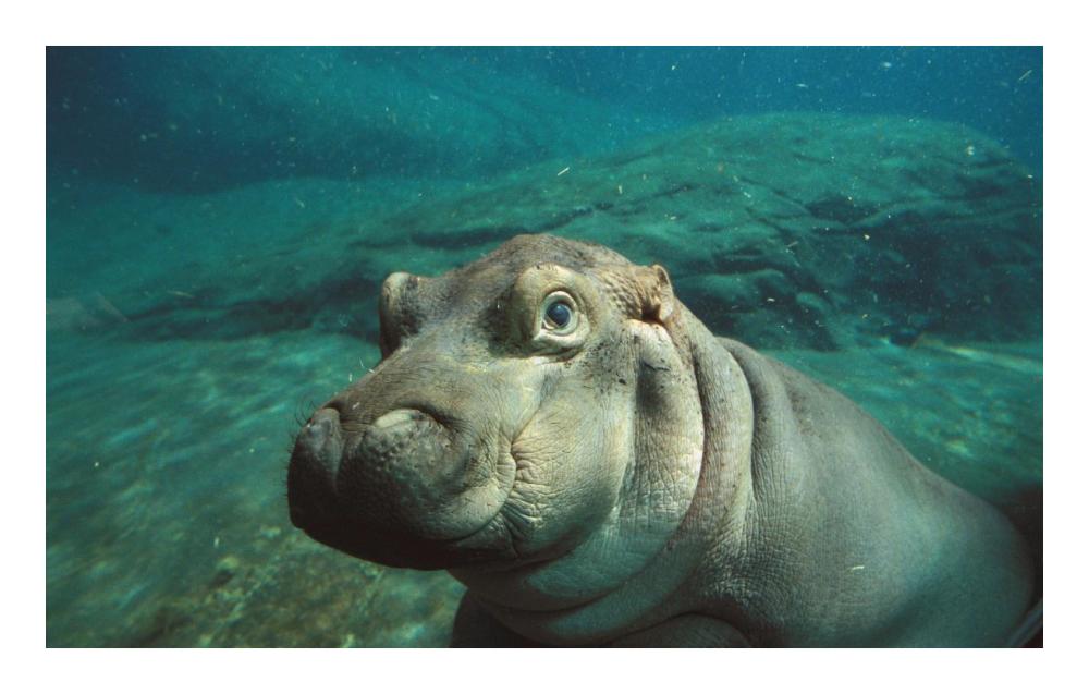 East African River Hippopotamus baby underwater, native to Africa-Paper Art-24"x15.2"