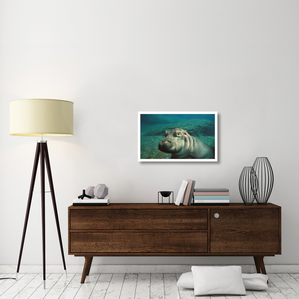 East African River Hippopotamus baby underwater, native to Africa-Paper Art-32&quotx20"