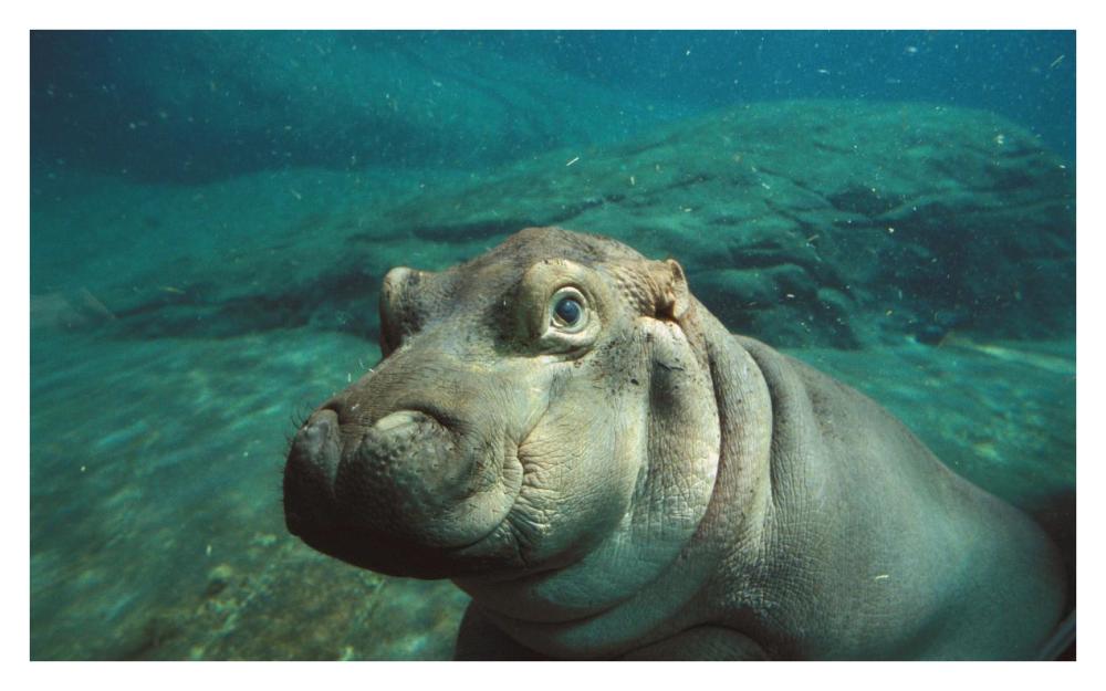 East African River Hippopotamus baby underwater, native to Africa-Paper Art-38"x23.6"